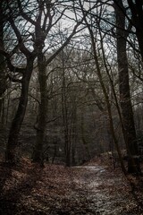 moody looking path in woods