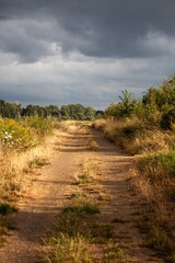 Fototapeta na wymiar sandy path with grass and trees