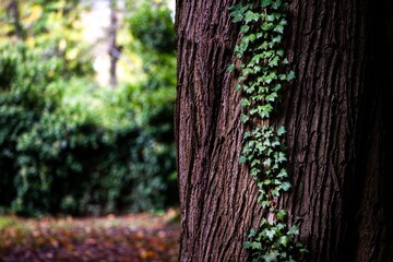 english ivy growing on side of large tree