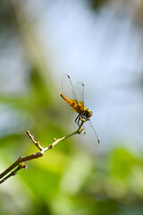 dragonfly on a leaf