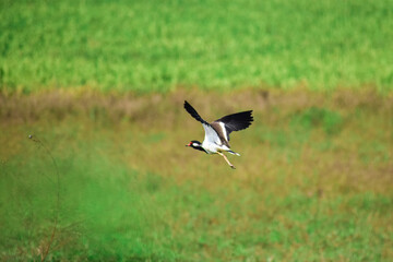 bird in the grass