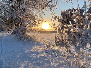 Sun is shining over the frosty forest