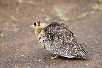 Kruger National Park: Double-banded Sandgrouse