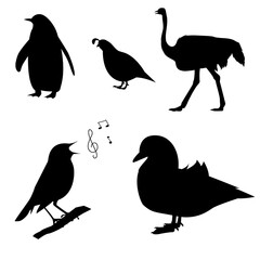 a set of bird silhouettes. The vector is isolated on a white background. penguin, ostrich, mandarin, nightingale, quail