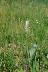 Blooming broadleaf plantain flower with big leaves in outdoor background. herbal medicine and botany concept.