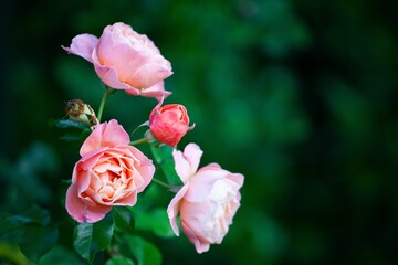 close up of flowers in garden