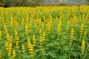The Dull-Ice Flower(Lupinus micranthus Guss.) in Miaoli County, Taiwan.