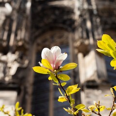 magnolia flower in front of cathedral windows