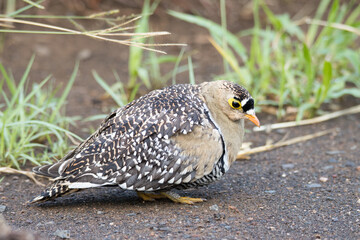Kruger National Park: Double-banded Sandgrouse