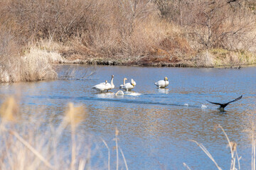 白鳥がのんびりしているところを鵜が水平移動する麻機遊水地　静岡市