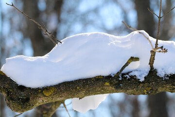 The tree branches are snowy with white snow in winter