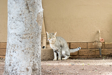 Kruger National Park: African wildcat marking its territory
