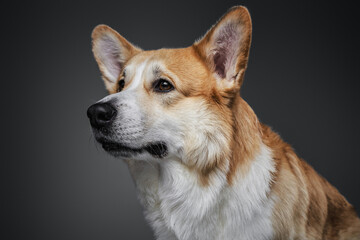 Professional portrait of hungry puppy welsh corgi dog sitting on grey background in studio.