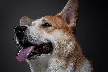 Confident yellow welsh corgi dog laying down and looking up, isolated on black background in studio with light.