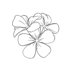 Frangipani or plumeria tropical flower. Engraved frangipani isolated in white background. Outline vector illustration