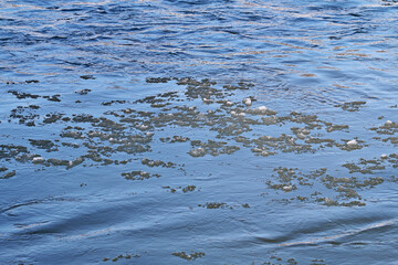 Winter snow forest river landscape. Forest river in winter. Winter forest river flow. Winter snow forest river flowing
