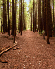 Sequoia forest with a path among the forest. In Rotorua North Island (New Zealand)