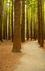 Sequoia forest with a path among the forest. In Rotorua North Island (New Zealand)