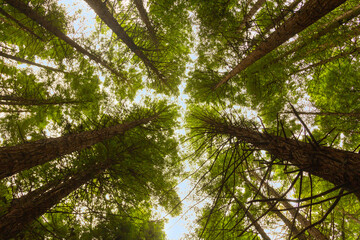 Group of sequoias from below. Low shot. In Rotorua North Island (New Zealand)