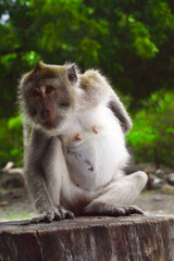 Naklejka na ściany i meble a photo of a monkey in the jungle of east java, Indonesia