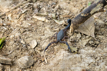 Primer plano de un escorpión en tierra seca