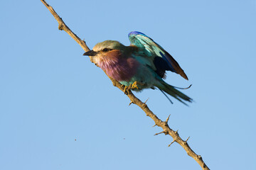 Kruger National Park: Lilac-breasted roller stretching