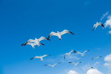 A flock of seagulls flying low in the blue sky
