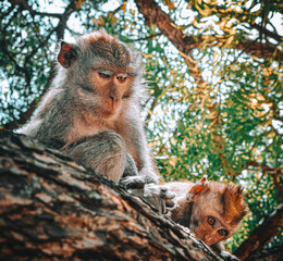 two Monkeys on the tree