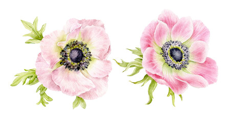A set of pink anemone flowers with leaves. Spring delicate flowers. Watercolour illustration.