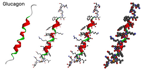 Glucagon molecule in different models on white background. It is 29 amino acid peptide hormone, is used to treat low blood sugar