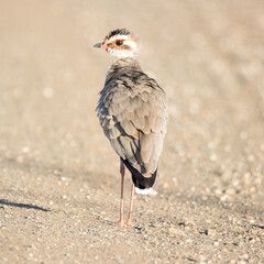 Kruger National Park: Bronze-winged courser