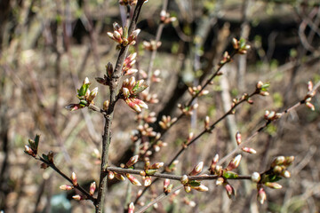 A small branch of a shrub in the forest with swelling buds in the spring. Spring concept, waking up nature, new leafs