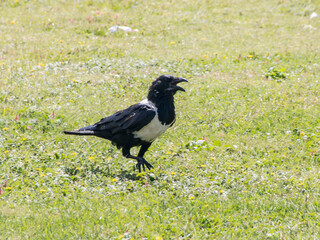 Black and White Crow on Green Grass
