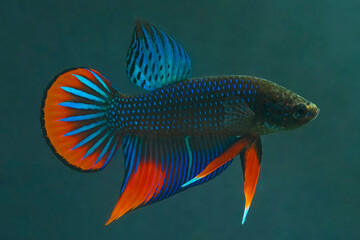 action, aggressive, amazing, animal, aquarium, Wild betta fish, Siamese fighting fish, Pla-kad (Biting fish) isolated on green background.