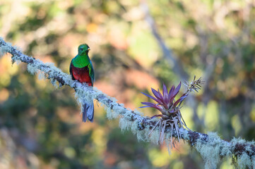 Resplendent Quetzal, Pharomachrus mocinno, Savegre in Costa Rica, with green forest in background. Magnificent sacred green and red bird. Birdwatching in jungle.
