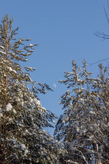 Nature Reserve of Russia, Arkhangelsk region Golubino.