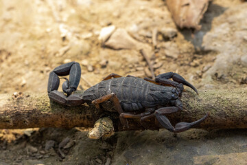 Primer plano de un escorpión en una rama en tierra seca