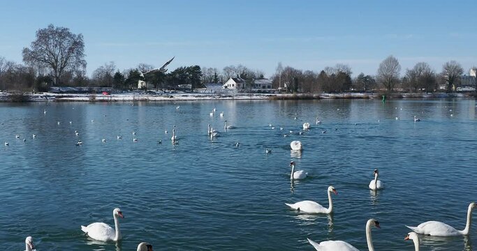 Flock of mute swans, cygnets, pens, cobs between flying Black-headed gulls, swimming along the bank of Rhine (Germany) in Winter
