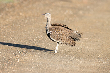 Kruger National Park: 