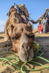 camel stare