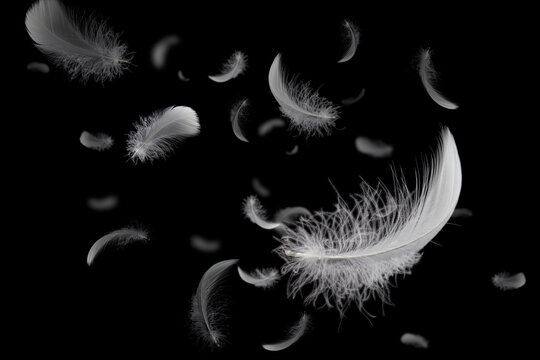 Group of soft and light white feathers floating in the dark.