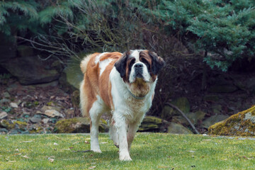 Working breed of dog, St. Bernard female in the early spring garden, best friend , and guard with sad eyes look