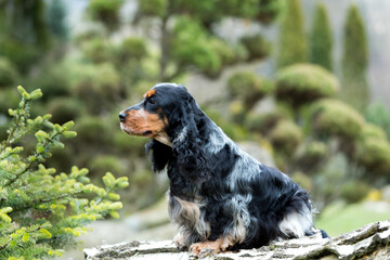 outdoor portrait of sitting english cocker spaniel, european champion, breeding station