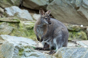 Closeup of a Red-necked Wallaby kangaroo (Macropus rufogriseus) Female with baby in bag
