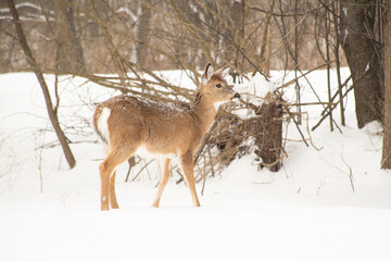Obraz premium White tailed deer fawn in the snow