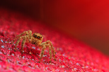Spider on a red background