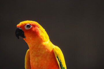 Parrots in a large cage