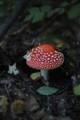 Mushroom 