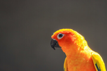 Parrots in a large cage