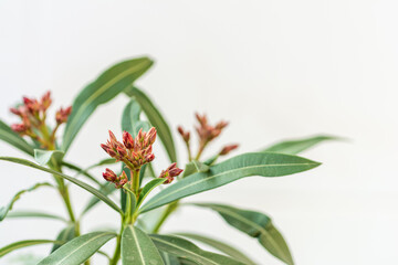 Oleander flowers with natural white background.